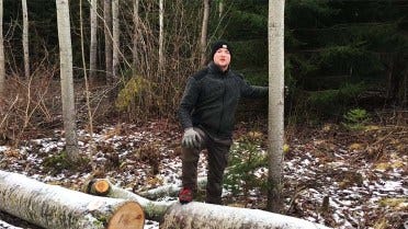 Swedish Homestead: Hur man avverkar döda träd 